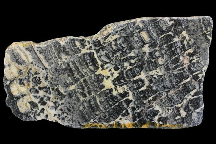 Proterozoic Age Columnar Stromatolite (Asperia) Slab - Australia #158138